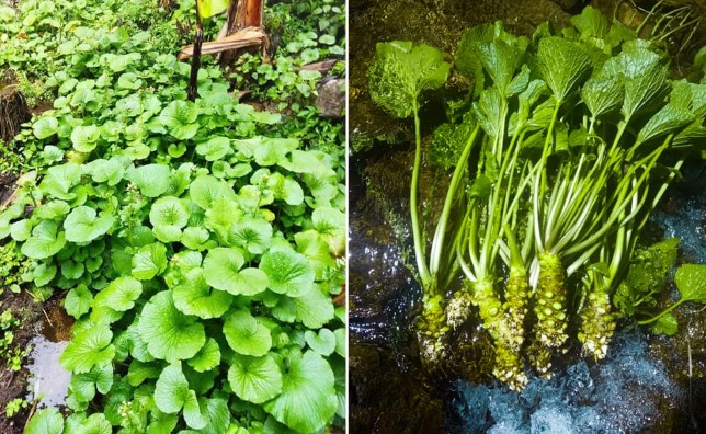 Loại cây có lá giống rau má nhưng chỉ sống ở những nơi nước suối sạch, giá gần 6 triệu/kg