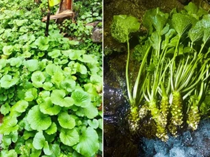 Loại cây có lá giống rau má nhưng chỉ sống ở những nơi nước suối sạch, giá gần 6 triệu/kg
