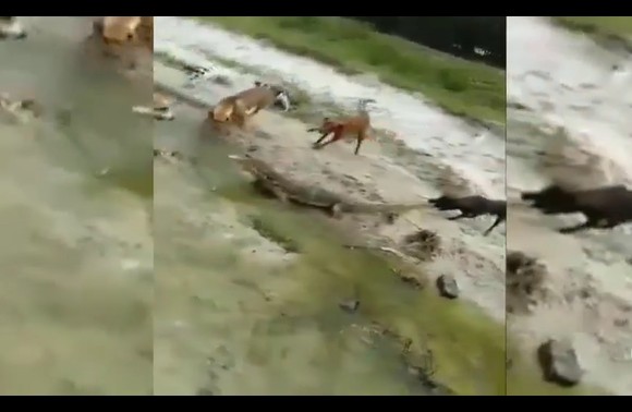 CLIP: " 6 anh em" nhà chó hợp sức tấn công kỳ đà, cái kết đầy bất ngờ