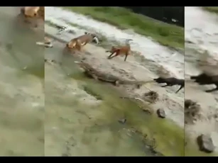 CLIP: " 6 anh em" nhà chó hợp sức tấn công kỳ đà, cái kết đầy bất ngờ