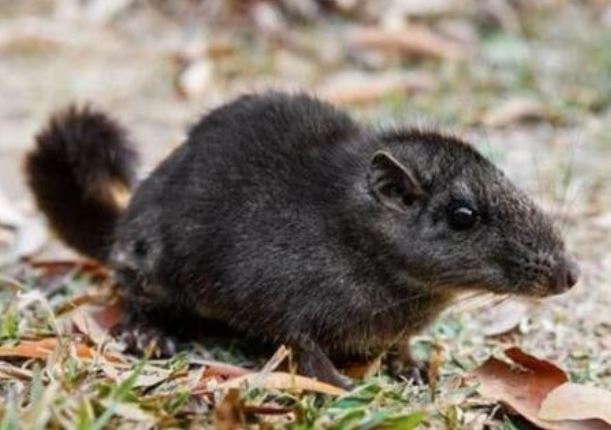 Việt Nam bất ngờ xuất hiện loài vật quý hiếm bậc nhất hành tinh, đã tuyệt chủng từ 11 triệu năm trước