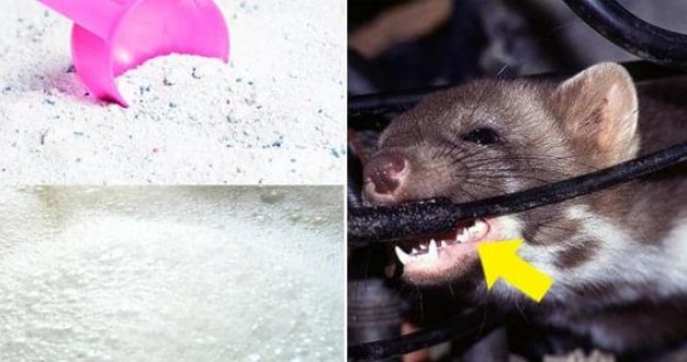 Gián và chuột ẩn nấp trong nhà sợ nhất thứ này, tưởng khó tìm nhưng hầu như ai cũng có