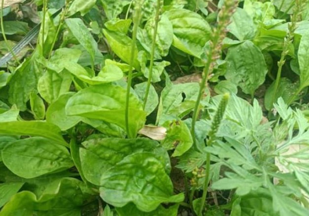 Người xưa gọi nó là “cỏ gan”, vùng nông thôn ven đường có rất nhiều, người già nhìn thấy thì đào bới, vô cùng coi trọng