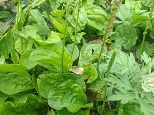Người xưa gọi nó là “cỏ gan”, vùng nông thôn ven đường có rất nhiều, người già nhìn thấy thì đào bới, vô cùng coi trọng