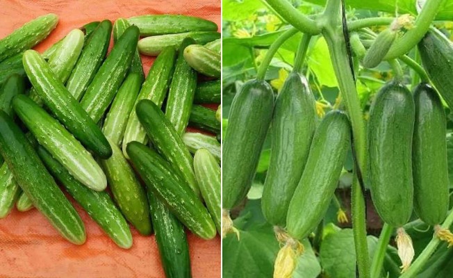 Ăn dưa chuột nhiều năm, bạn đã biết tên và cách phân biệt hết 10 loại?