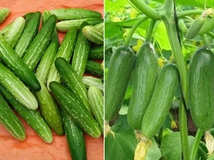 Ăn dưa chuột nhiều năm, bạn đã biết tên và cách phân biệt hết 10 loại?