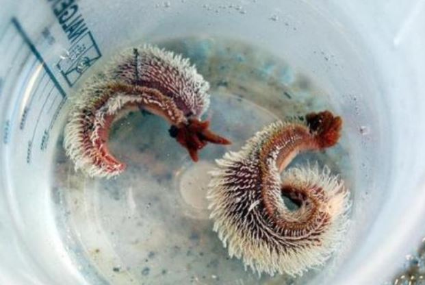 Lo&#xE0;i v&#x1EAD;t ch&#x1ECB;u nhi&#x1EC7;t t&#x1ED1;t nh&#x1EA5;t th&#x1EBF; gi&#x1EDB;i, d&#xF9;ng dung nham n&#xFA;i l&#x1EED;a l&#xE0;m &#x27;b&#x1EC3; b&#x1A1;i&#x27;, c&#xE1;c nh&#xE0; khoa h&#x1ECD;c c&#x169;ng kh&#xF3; l&#xFD; gi&#x1EA3;i nguy&#xEA;n nh&#xE2;n