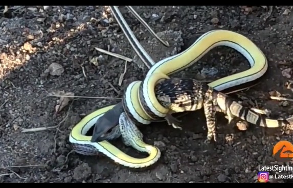 CLIP: Cuộc chiến sống còn giữa kỳ đà và rắn độc, kết cục nghiệt ngã cho kẻ thua cuộc