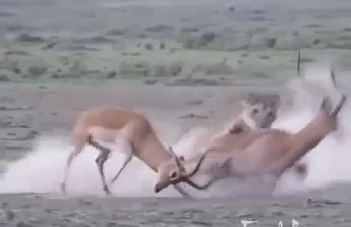CLIP: Mải mê húc nhau, linh dương Impala bị sư tử tóm gọn và xơi tái