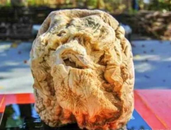 Kỳ lạ loài nấm được mệnh danh là 'vua miễn dịch', giá nghìn tỷ, vua chúa cũng phải săn lùng