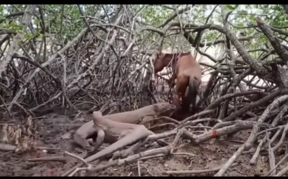 CLIP: Cảnh săn mồi tàn khốc của rồng Komodo, ngựa hoang phải bỏ mạng trong sự đau đớn