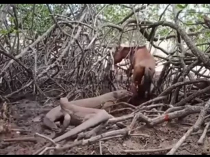 CLIP: Cảnh săn mồi tàn khốc của rồng Komodo, ngựa hoang phải bỏ mạng trong sự đau đớn