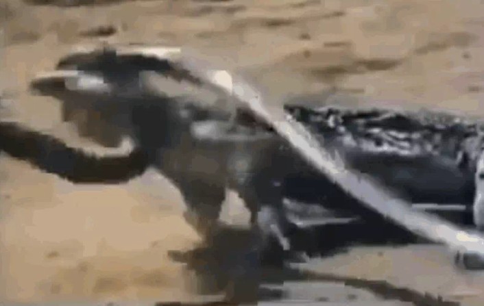 CLIP: Trận tử chiến giữa rắn hổ mang chúa và rồng Komodo, cuộc chiến không khoan nhượng