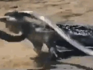 CLIP: Trận tử chiến giữa rắn hổ mang chúa và rồng Komodo, cuộc chiến không khoan nhượng
