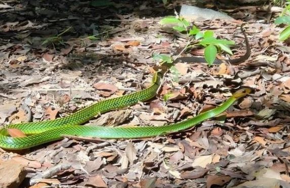 Khám phá loài vật mới được phát hiện ở Việt Nam, chưa từng xuất hiện trên thế giới