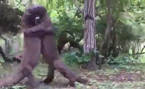 CLIP: Cuộc chiến khốc liệt giữa 4 con rồng Komodo khổng lồ để tranh giành ngôi vương