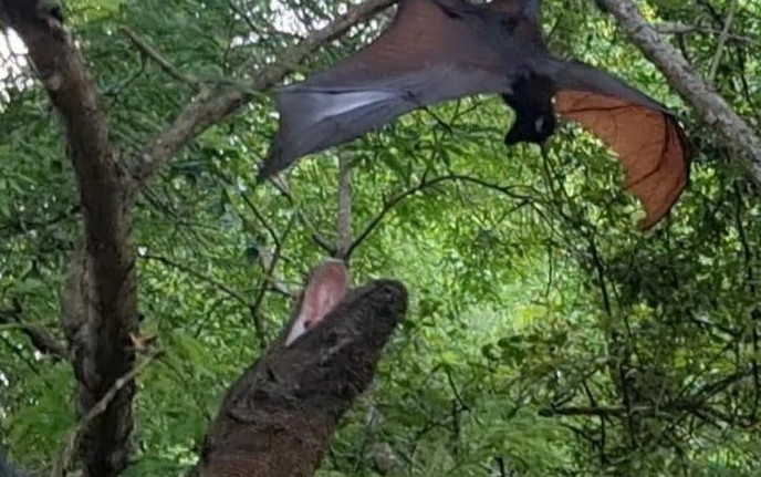 CLIP: Rồng Komodo phi thân bắt dơi khổng lồ giữa không trung