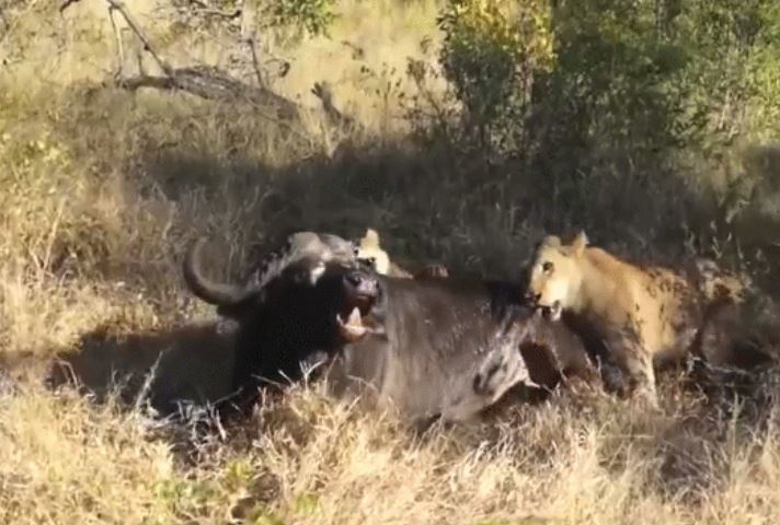 CLIP: Bị sư tử căn xé suốt 5 giờ, trâu rừng có màn 'lật kèo' đầy ngoạn mục nhờ đồng đội ứng cứu