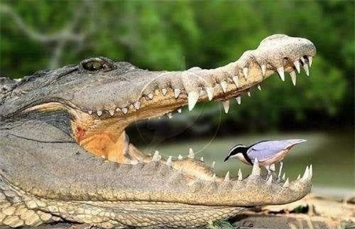 cá sấu, chim ai cập, cò