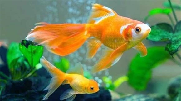 nhà đẹp, nhà hợp phong thủy, dấu hiệu của nhà hợp phong thủy