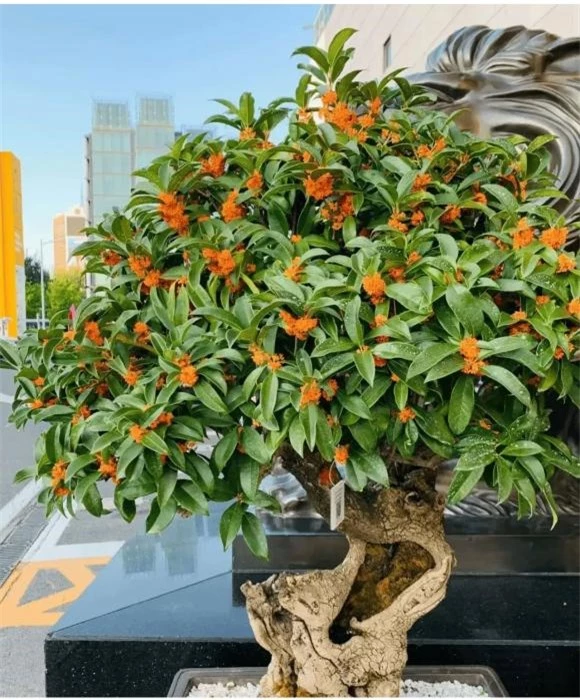 trồng cây, trồng hoa, trồng cây trong nhà