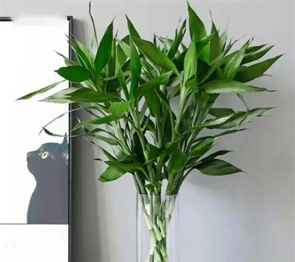 trồng cây, trồng hoa, trồng cây trong nhà