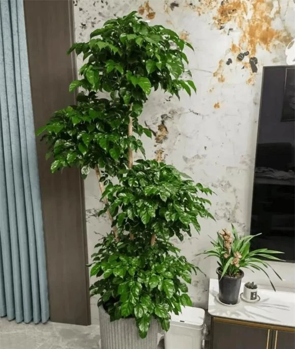 trồng cây, trồng hoa, trồng cây trong nhà