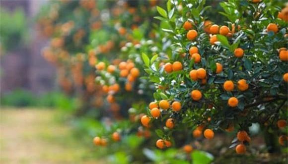 trồng cây, trồng hoa, trồng cây trong nhà