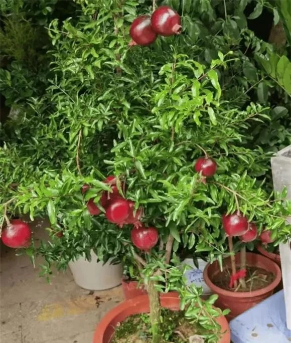 trồng cây, trồng hoa, trồng cây trong nhà