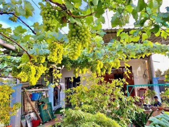 trồng cây, trồng cây ăn quả, trồng cây ăn quả trong sân vườn, Trồng cây gì ở sân nhà tốt