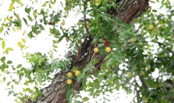 trồng cây, trồng cây ăn quả, trồng cây ăn quả trong sân vườn, Trồng cây gì ở sân nhà tốt