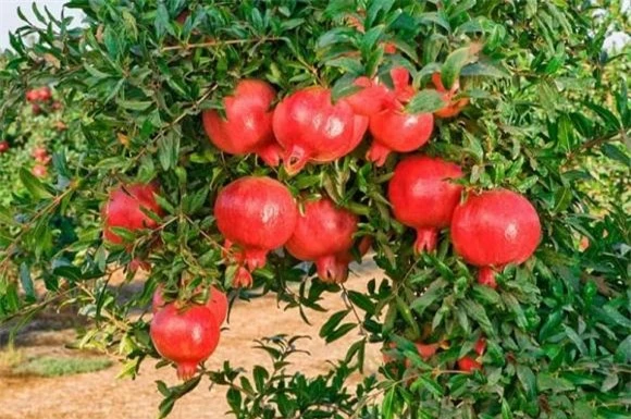 trồng cây, trồng cây ăn quả, trồng cây ăn quả trong sân vườn, Trồng cây gì ở sân nhà tốt