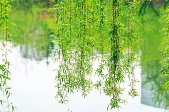 cây phong thủy, phong thủy