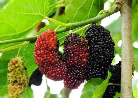 Tục ngữ có câu: “Cây âm không trồng nhà, cây dương không trồng mồ mả” kẻo suy vong, vậy cây âm là cây gì? Cây dương là gì?