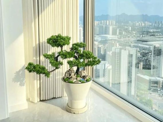 Người giàu thích trồng cây thay hoa! Ba loại 'cây giữ nhà' này dù đắt tiền đến đâu cũng nên trồng, mang thịnh vượng cho gia đình