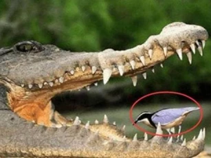 Loài chim dũng cảm nhất thế giới, dám tìm thức ăn trong miệng cá sấu. Vì sao cá sấu không ăn thịt?