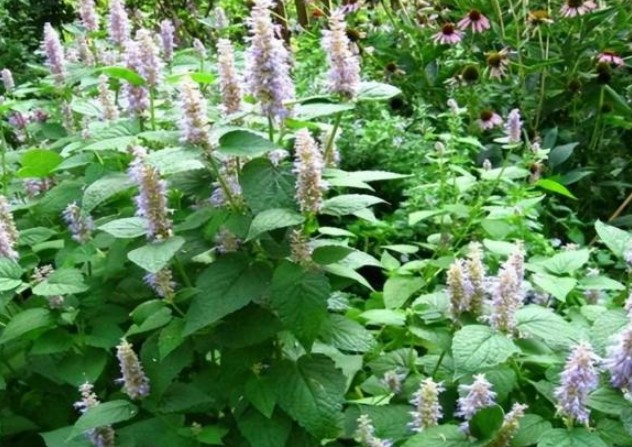 Một loại cỏ ở quê hương thơm hơn cả nước hoa, ngậm một lá có thể khử mùi hôi, thực sự là loại rau rừng tốt nhất