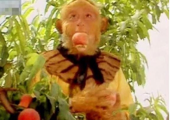 Trong 'Tây Du Ký', hai loại quả giúp trường sinh là đào tiên và nhân sâm, loại nào hiệu quả hơn? Thổ Địa tiết lộ bí mật chỉ bằng một lời