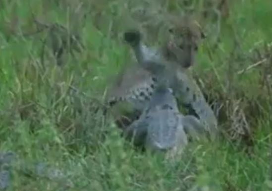 CLIP: Bị báo đốm 'tát lật mặt' vì cướp mồi, cá sấu vẫn thắng thế ngoạn mục