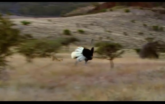 CLIP: Màn 'đua tốc độ' đầy kịch tính của đà điểu với báo đốm, cái kết đầy bất ngờ