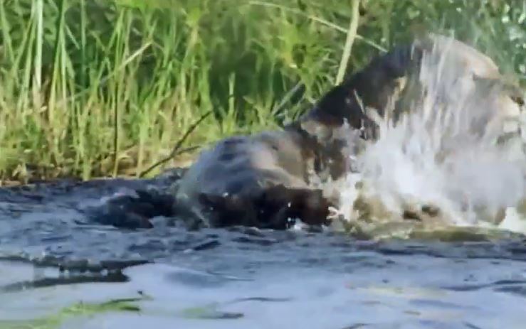 CLIP: Đang bơi qua sông, sư tử bị cá sấu dìm xuống nước và cái kết