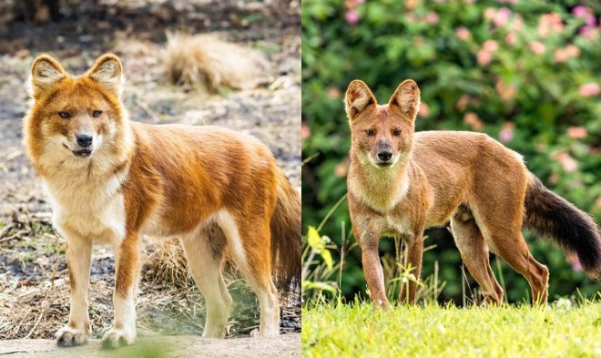 Loài chó hoang quý hiếm trong Sách Đỏ Việt Nam, hạ gục cả hổ, báo bằng đòn chí mạng