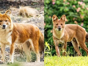 Loài chó hoang quý hiếm trong Sách Đỏ Việt Nam, hạ gục cả hổ, báo bằng đòn chí mạng