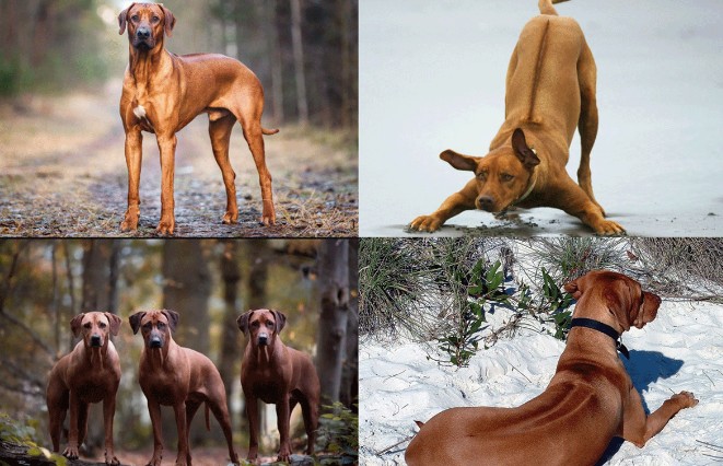 Thông tin ít ai biết về loài chó hung dữ nhất thế giới: Là thợ săn sư tử, có chỉ số IQ cao vượt trội