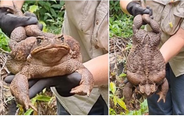 Phát hiện loài cóc to nhất thế giới với kích thước gần bằng con mèo