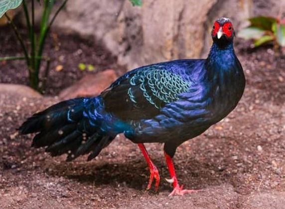 Loài động vật cực kỳ quý hiếm mà chỉ Việt Nam có, được xem là báu vật của thế giới, số lượng chưa đến 50 con