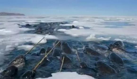 Loài sinh vật có răng quý hơn vàng! Một chiếc răng từng được bán với giá cao tới 10.000 bảng Anh