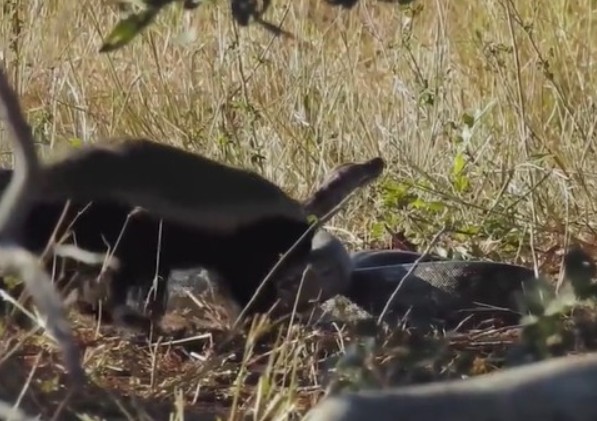 CLIP: Lửng mật – Kẻ gan lì thách thức cả tự nhiên