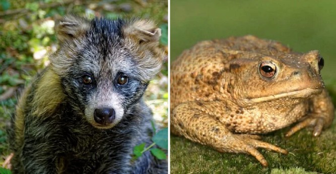 Loài chó lạ ăn cóc độc vẫn 'khỏe re', chỉ có ở miền Bắc Việt Nam, hiện nay số lượng còn cực kì ít