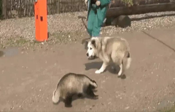 CLIP: Nhiệt tình đuổi lửng mật sổng chuồng chó nhận cái kết cười ra nước mắt